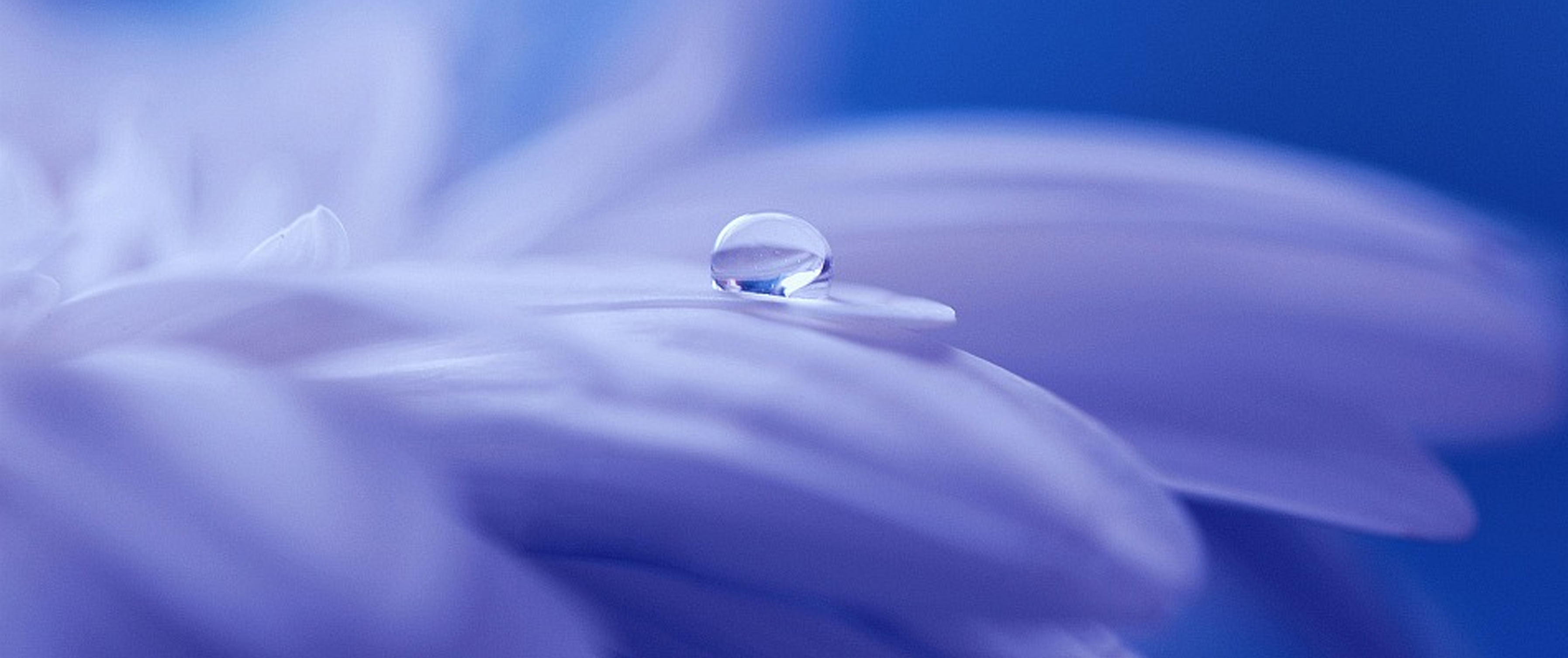 gota